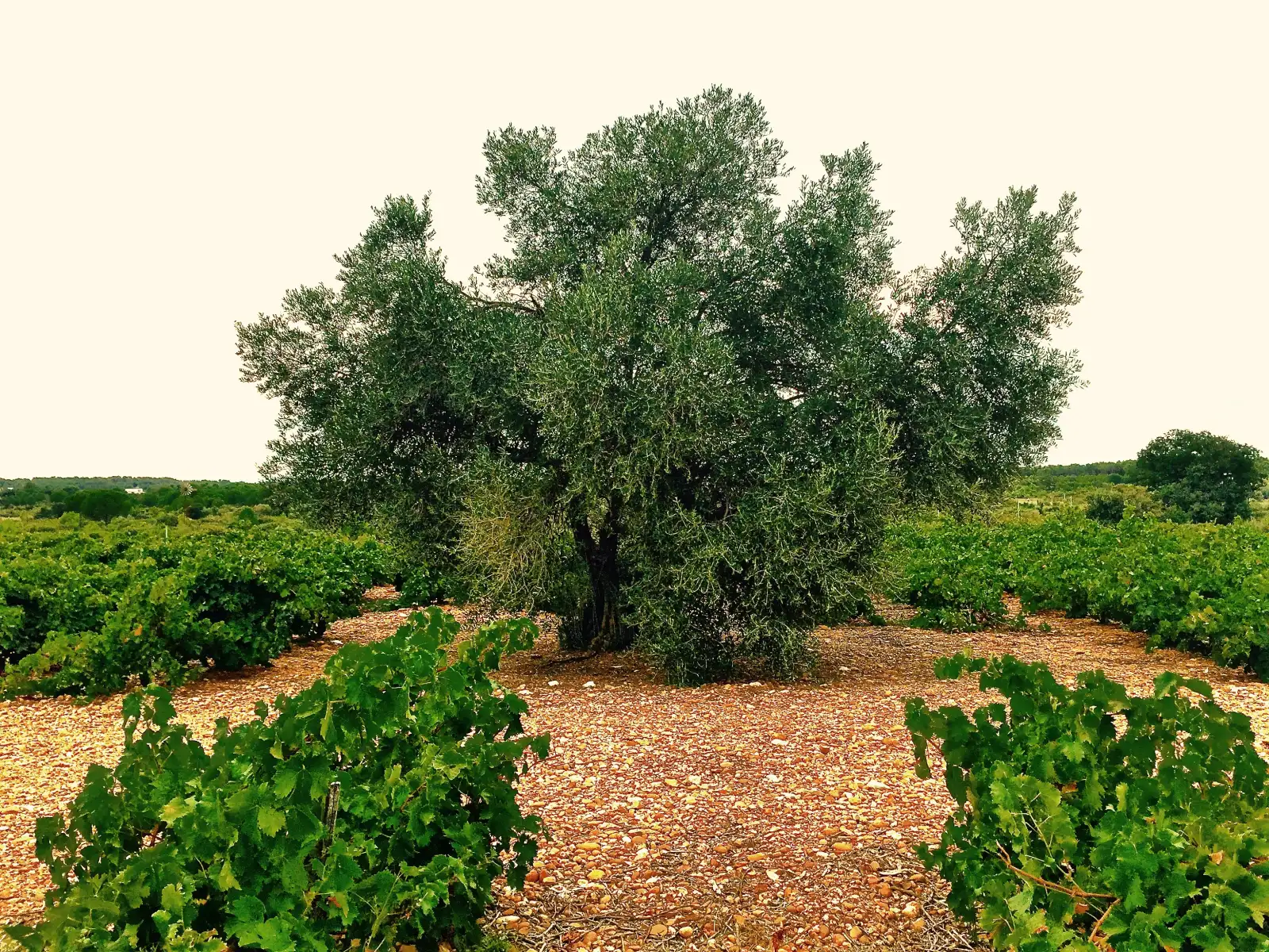 Un olivier au milieu des vignes du domaine