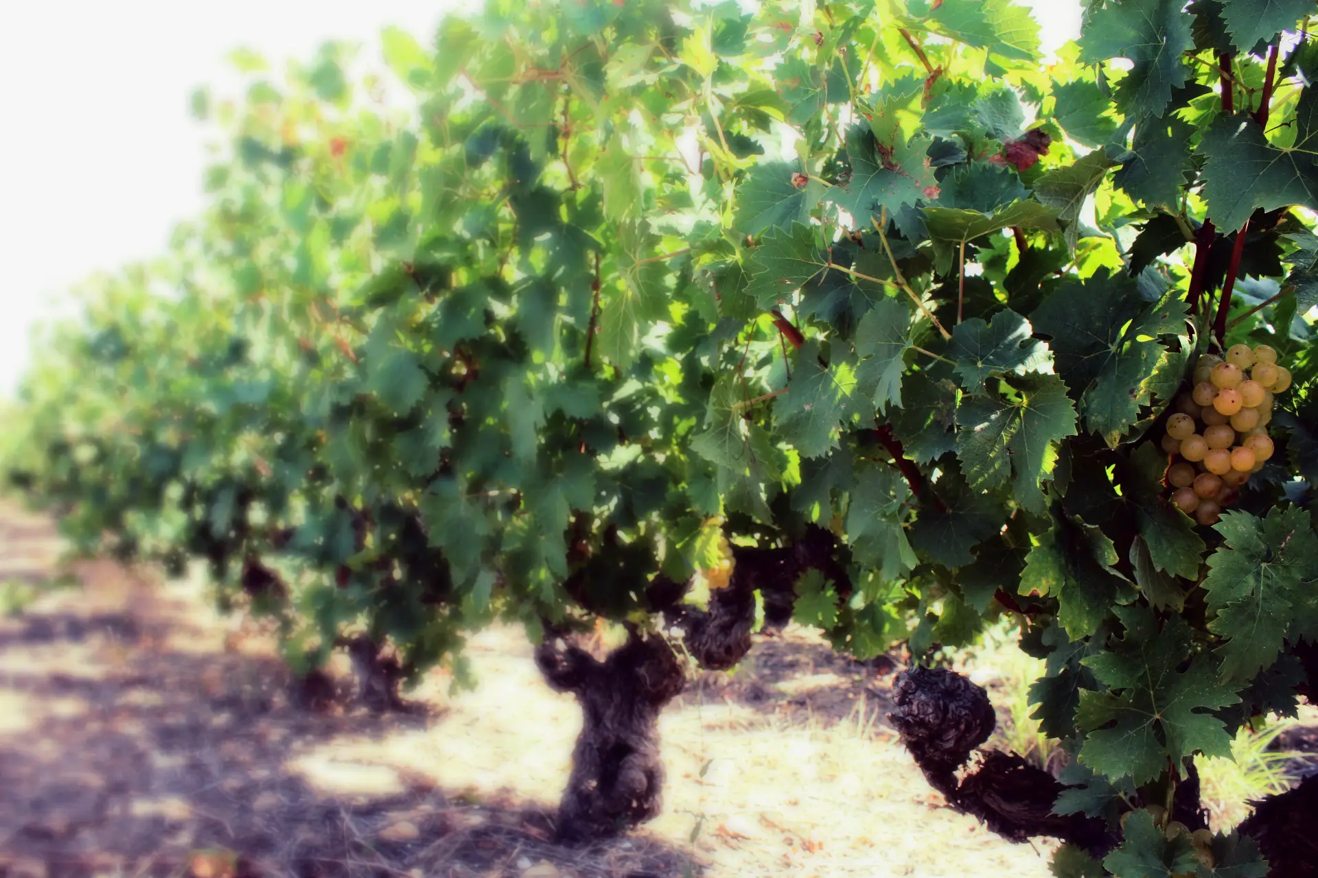Les vieilles vignes du domaine