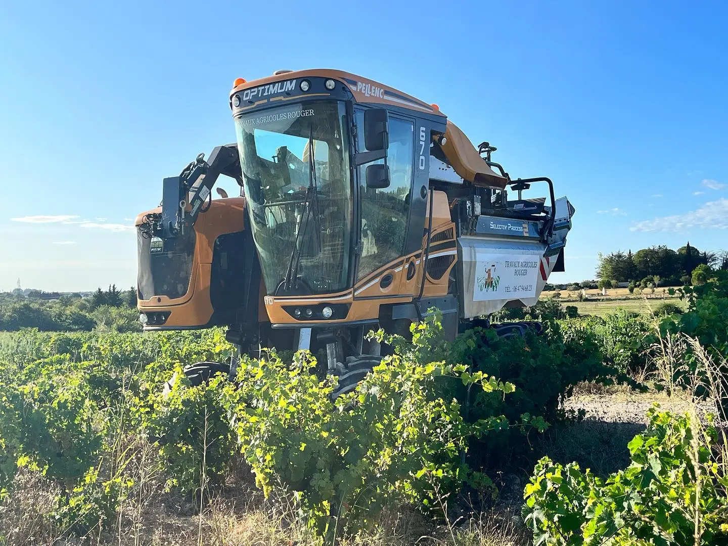 Machine à vendanger dans les vignes